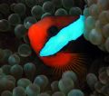 Anenome Fish from Davies Reef. 