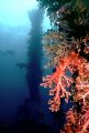 'KINGPOST' Foward kingpost (both sides) on the Shinkoku Maru, Truk Lagoon. Housed Nikon F; 24mm Nikkor lens. Enjoy! 