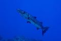 Curiouse Cuda
Cozumel 