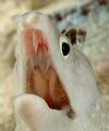I found this eel at 10 feet depth, on a shore dive in Curacao. Nikon D70, 60 mm macro. 