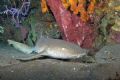 Tawny Nurse shark resting on the volcanic sands of Saba 