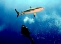 Diver watching a Grey Reef Shark in Rangiroa. Nikonos V 28mm lense. 