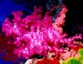 Striling soft coral, Mariah's Cove
near Matangi Island Fiji.
Nikonos V 28mm lense. enjoy 