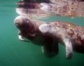 Manatees.Camera olympus c-5050 ikelite houseing, wa lens.Taken at Crystal River,FL. 