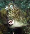 Kiss, kiss. Natural demeanor of the Honeycomb Cowfish. Taken 06/2006, Little Cayman Island with C5050 and an Ikelite DS-125 strobe. 