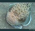Normally Stargazers hide in the sand and only by luck did we disturb this one. Having witnessed how it completely buries itself in the sand, It's probably the first and last I will ever see!!. Whitemargin Stargazer from Taveuni. Canon A70 