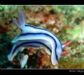Loch's Chromodoris from Taveuni, Fiji. We saw quite a few of these in the Somo Somo Straits and refered to them as "Toothpaste" Nudibranch. Everyone knew what you meant. Canon A70 with internal flash 