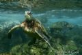 Honu in Shallows. Photo taken at Sharks Cove, HI- natural light. 