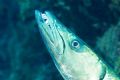 Great Barracuda looking for a dentist, Nikon D200 in Ikelite Housing DS125 Strobe 