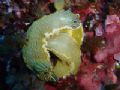 Hypsilodoris sp. having a get-together, taken on the island of Gozo 