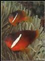 A couple of Dusky Anemonefish from Taveuni, Fiji. Canon A70 and internal flash 