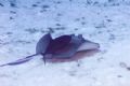 Southern Stingray with passenger 