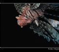 Lionfish head down and hunting. Canon A70 
