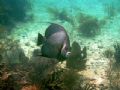 This Grey Angelfish photo was taken in the Keys using an Olympus C-750 Ultra Zoom 