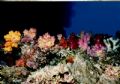 Soft coral garden, Mariahs Cove, Matangi Island, Fiji. Nikonos V 28mm lense 
