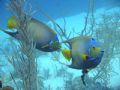 Queen Angel Fish at San Andres Isla, Colombia 