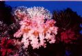 Pale Pink soft coral surrounede by croinoids. Nokonos V 28mm lense 