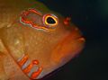 ArcEye Macro. Photo taken in Haleiwa, HI. I found this Arceye Hawkfish sitting on top of a cluster of pink coral about 10 ft deep. 