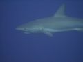 I got pretty close to this reef shark! I shot it with a Canon SD700. 