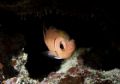 Black Bar Soldierfish w/3 isopod parasites, Black Rock, Grand Cayman, Nikon D200, Aquatica Housing, inon Strobe 