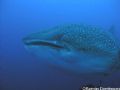 Scarface. This whale shark has a big scar above the mouth, maybe from an early encounter with the most dangerous predator; men. 