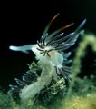 image name:Dancing Nudibranch.
Was taken by strong currant. 