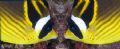 Playing in Photoshop with a Racoon Butterfly fish photo, from Fiji. 