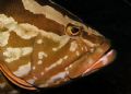 Grouper portrait. Roatan. Fuji F810. 