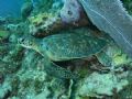 Bonaire Turtle at White Hole, Bonaire. Photo taken with SEA & SEA 8000G with YS-55 strobes 