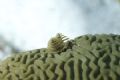 Christmas Tree worms on a brain coral,D200... 
