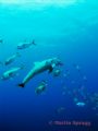 Dolphin feeding in a school of jacks. Belize Barrier Reef 