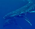 Mother humpback whale and her new born calf with her escort! Wow, to watch Mom feed her newborn, see her escort protecting her from below.........AMAZING!!!
Nikon D70 