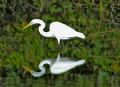 Great Egret hunting in the Mangroves of the Florida Keys. 