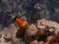 A pair of White Spotted File fish with one in orange phase. Taken December 2006 in Utila at a dive site named Pretty Bush Sea Mount. 