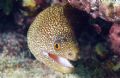 Moray eel. Olympus E330 and Epoque 230 strobe 