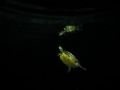 fresh water turtle. 
