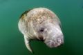 Friendly Manatee taken at Crystal River FL.Camera nikon d-200 