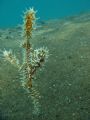 Ornate ghost pipefish. frameing's abit off though :( Maumere bay, Flores. Sony T3 with Inon D200 