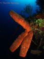 A tube sponge on the wall of The South Water Cay Marine Reserve, Belize 
