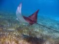 Spotted Eagle Ray, taken with a housed Canon S30 and internal flash. Ambergriz Caye, Belize. 