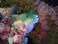 Resting Parrot Fish. I shot this during a night dive on Matt's Wall in Palau on 12/11/2006. This was a drift dive. No real setup, just a point and shoot moment. 