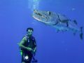 Being intimidated by a Great Baracuda on safety stop above the chickuzen Wreck in the BVI. Canon G1 in ikelite housing 