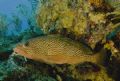 Nice Grouper Just Hanging Out 