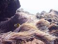 " Clownfish in the Current ", the Clownfish looked frantic as the current moved through his home.......... 