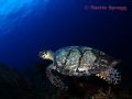 Hawksbill turtle on the wall at South Water Cay Belize 