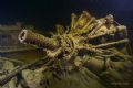 Radial aircraft for a Jake Seaplane in the hold of the Helmet Wreck, Palau.
Canon20D,10-22mm,(2)S&SYS120's 
