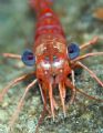 Macro of a Shrimp on a night dive, taken with Canon 20D and 100mm 1/1 macro 