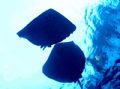 A pair of stingrays just below the surface. Stingray city. Grand Cayman Island. 