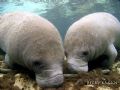 Love is in the water!!! Crystal river manatees 