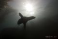 Angel at Dawn, California Sealion, Monterey Bay,
Canon 20D,10-22mm,(2)S&SYS-120's 